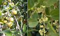 Ziziphus spina christi